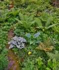 USA, Washington State, Sammamish. Growing hosta in garden Art Print
